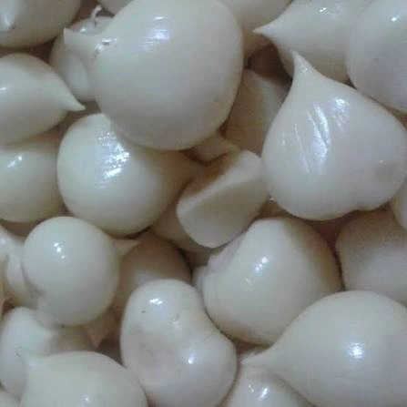 موسیر