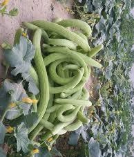 چنبر خیار