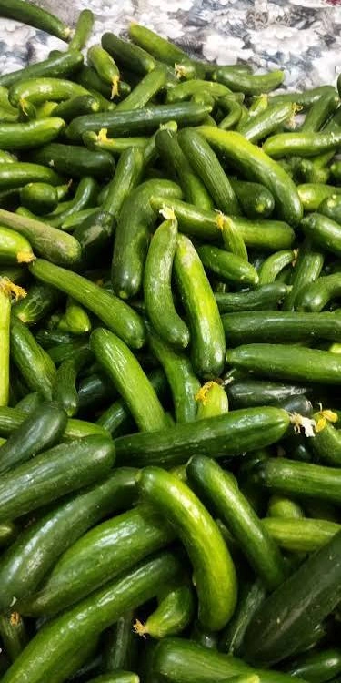 خیار بوته رسمی