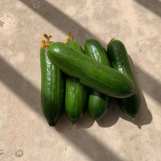 خیار مینی گلخانه