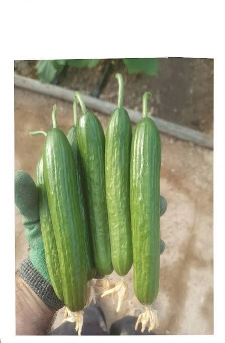 خیار مجلسی گلخانه