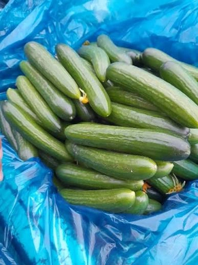 خیار گلخونه مصرفی