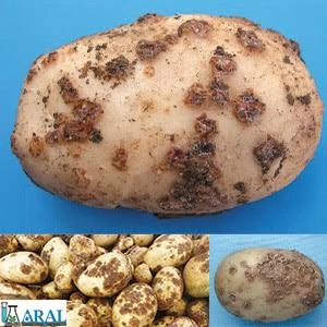 سیب زمینی زده دار سالم