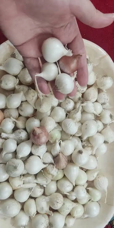 پیاز ریز مخصوص ترشی