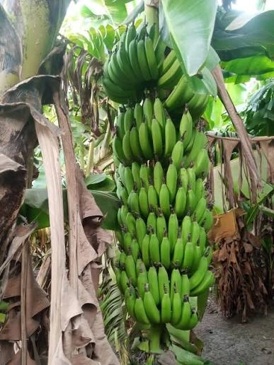 موز پوست سبز پاکستانی