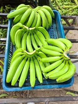 موز پوست سبز هندی