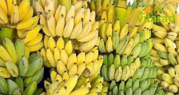 موز چابهار زراباد