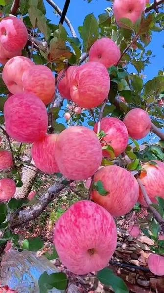 سیب قرمز استخوانی