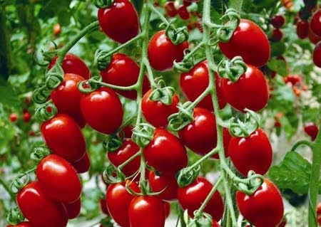گوجه گیلاسی