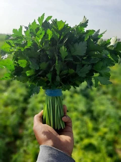 اب سبزی جعفری 1 لیتری