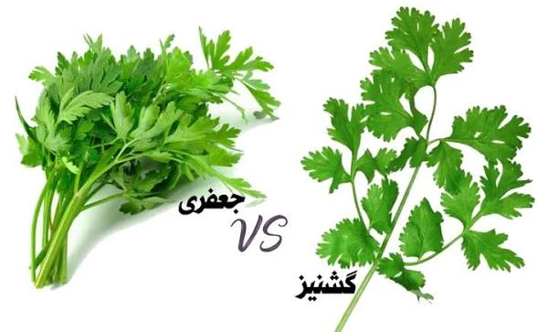 اب مخلوط ساقه سبزی گشنیز و جعفری 1 لیتری