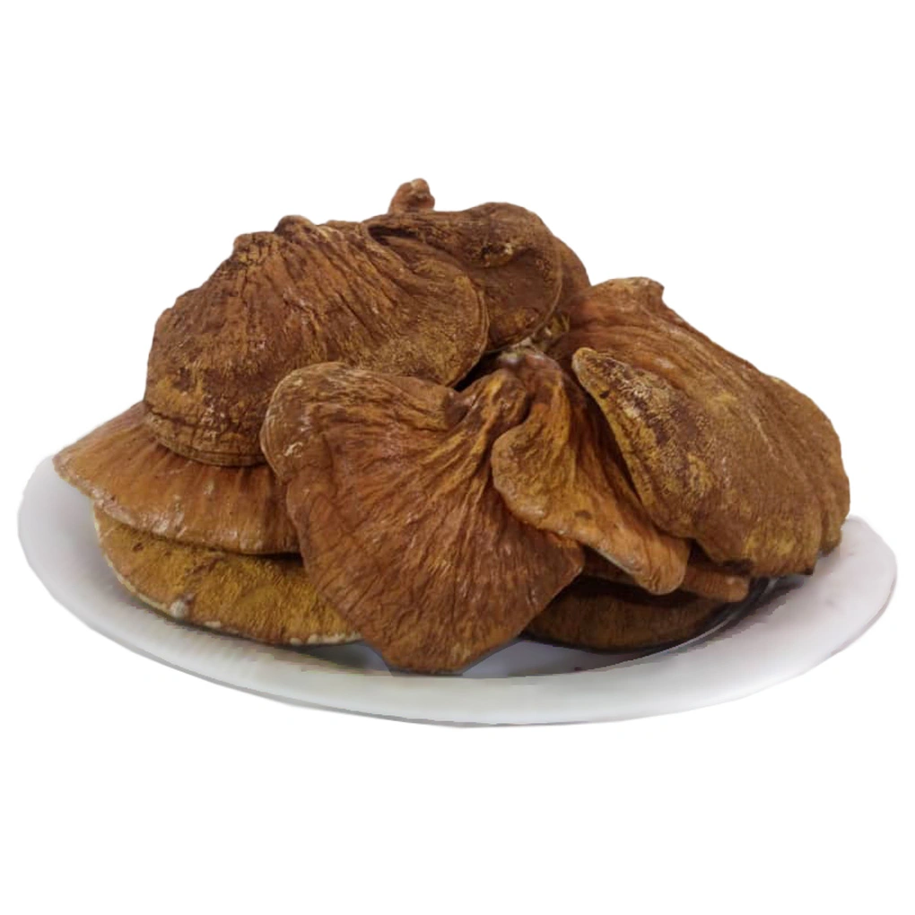 قارچ گانودرما