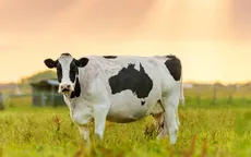 اسپیرولینا و افزایش شیردهی گاو