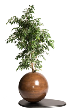 کره چوبی بزرگ