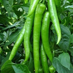 فلفل شیرین