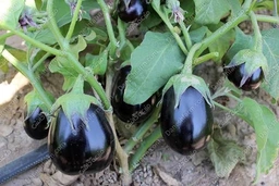 1000046784_3fgkbu.jpg