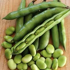 باقالی تازه