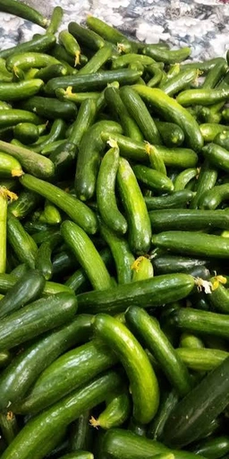 خیار بوته رسمی