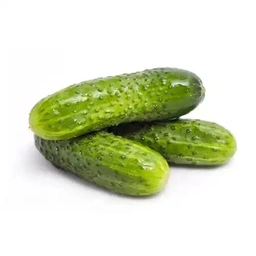 خیار بوته اصفهان