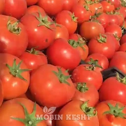 گوجه بشقابی