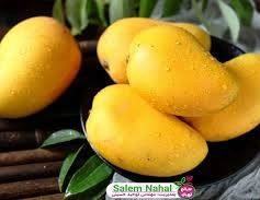 انبه ممتاز