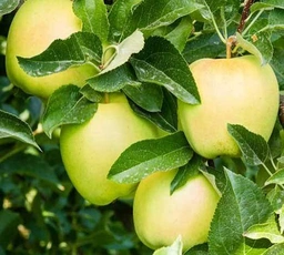 سیب سفید درجه یک