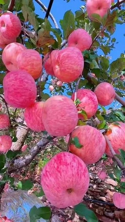 سیب قرمز استخوانی