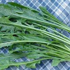 کاسنی یک کیلو