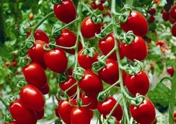 گوجه گیلاسی