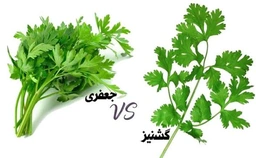 اب مخلوط ساقه سبزی گشنیز و جعفری 1/5 لیتری