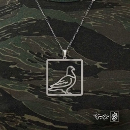 کبوتر